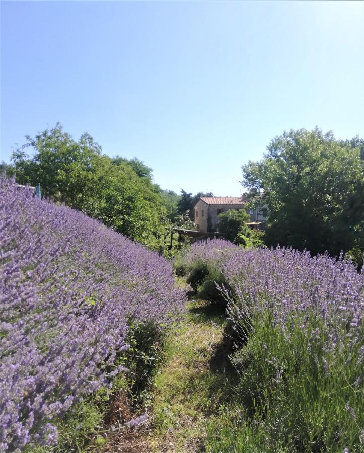 Le Ginestre Apartments Assisi Buitenkant foto