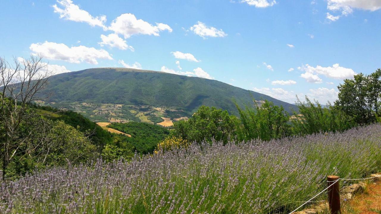 Le Ginestre Apartments Assisi Buitenkant foto