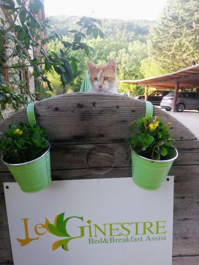 Le Ginestre Apartments Assisi Buitenkant foto